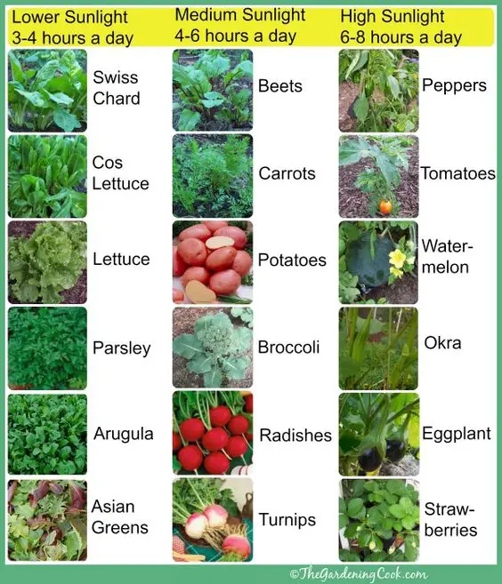 a chart showing how many hours of sunlight these vegetables need per day.