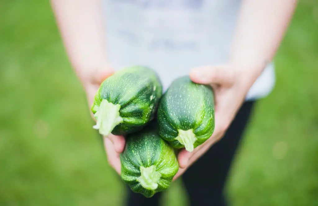 three large zucchinis that have been grown in a vegetable garden. 