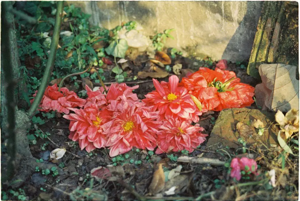 An organic compost pile.