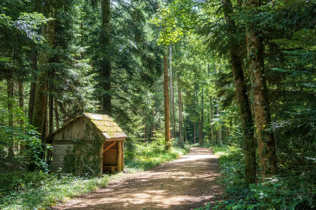 A comfy little shelter sits nestled among the trees. This is an ideal spot for forest bathing.